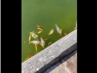 Esto dijo Sedema sobre la muerte masiva de peces en el Lago de Chapultepec