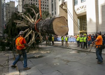 Llega el emblemático árbol de Navidad del Rockefeller Center