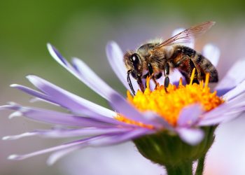 Esto es lo que hacen las flores para atraer a las abejas