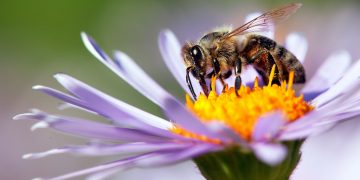 Esto es lo que hacen las flores para atraer a las abejas