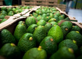 Balanza comercial agroalimentaria de México registra superávit de de 5,278 millones de dólares