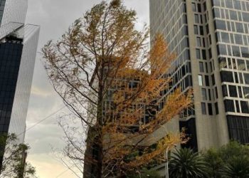 ¿Cuándo brotará el follaje en el ahuehuete de Paseo de la Reforma? Aquí te decimos