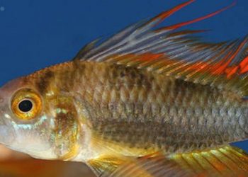 Te decimos porque los peces con aletas de raya sobrevivieron a la extinción hace 360 millones de años