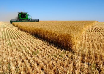 Rusia reactiva pacto para exportar cereales de Ucrania
