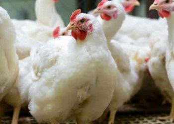 Descarta López Obrador que haya gran impacto en precio de los alimentos por la gripe aviar