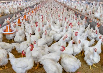 Reportan brote de gripe aviar en estos estados