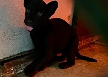 ¡Ternura! Nace un jaguar en el Zoológico de Chapultepec