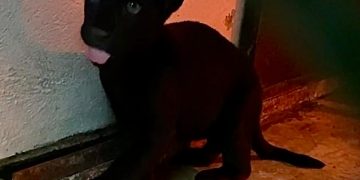 ¡Ternura! Nace un jaguar en el Zoológico de Chapultepec