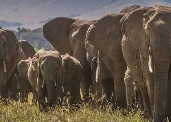 200 elefantes mueren en Kenia, te contamos las razones
