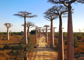 En Madagascar grandes vertebrados desaparecieron por expansión humana