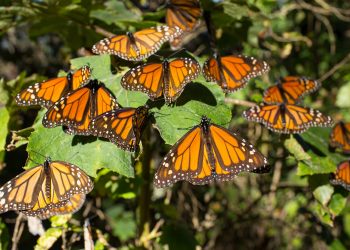 Comienza la llegada de la mariposa monarca a México