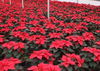 Floricultores en México preparan cosecha de flor de Nochebuena