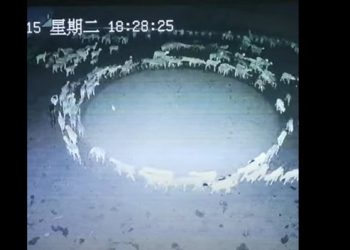 ¿Por qué los animales corren en círculos? Te decimos lo que sabemos