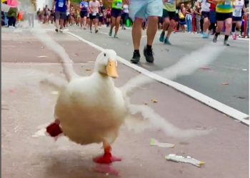 ¿Te acuerdas de Wrinke, el pato con tenis? Pues te tenemos noticias