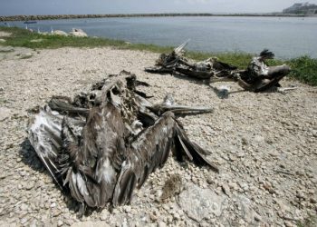 Primer brote grave de gripe aviar en Perú