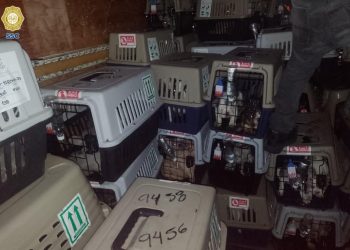 SSC CDMX recupera más de 200 perros robados procedentes de Bogotá