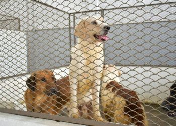 Más 80 perros rescatados son puestos en adopción en Nezahualcóyotl