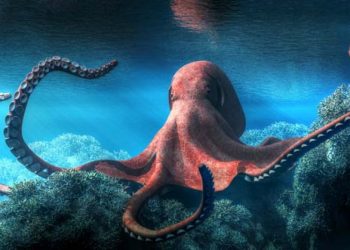 Cefalópodos poseen un sistema nervioso complejo y capacidad cognitiva