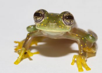 Ranas de cristal se suman a especies amenazadas