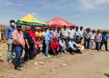 GRUMA, SADER Y CIMMYT impulsan autosuficiencia alimentaria de maíz en Tamaulipas