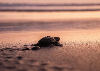 Liberan cientos de crías de tortuga marina en costas del Pacífico mexicano