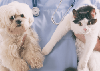 Aprueban obligación para crear veterinarias públicas