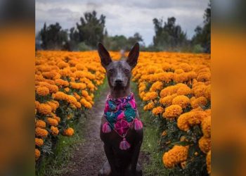 Xoloitzcuintle: El perro guardián que guía a los espíritus