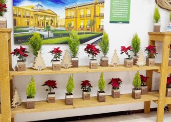 Internos de cárceles cultivan flores de Nochebuena para su venta al público