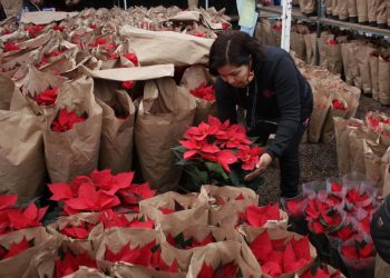 Realizan productores de Xochimilco gran venta de flor de nochebuena en el zócalo capitalino