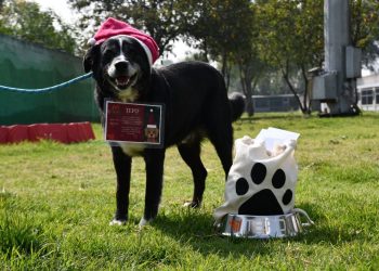 Perritos rescatados serán los encargados de llevar cartas a Santa y Reyes Magos
