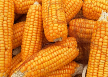 México propone a EU aplazar decreto sobre maíz transgénico