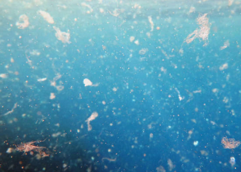 Los microplásticos en los fondos marinos se han triplicado en veinte años