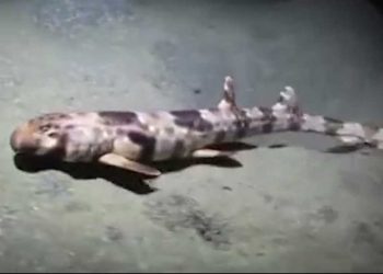 Nueva especie de tiburón en Australia