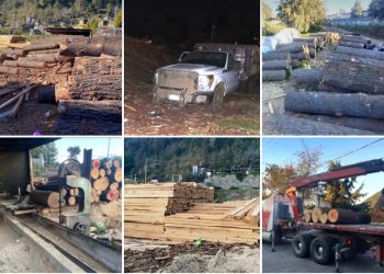 Autoridades desmantelan cinco Centros de almacenamiento y transformación de madera