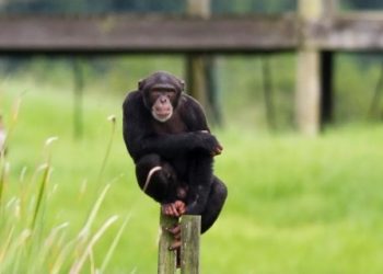 ¿Te imaginas una Navidad con chimpancés?