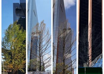 Así fue la evolución del Ahuehuete en 2022; prevén que follaje brote en primavera