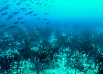 Hallan un bosque submarino de quelpos tropicales en las islas Galápagos