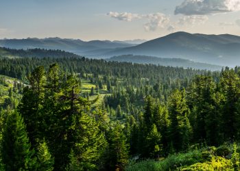 Los árboles viejos toleran más la sequía que los jóvenes