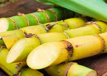 La caña de azúcar y sus beneficios