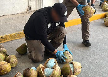 Autoridades decomisan 300 kilos de fentanilo en cocos