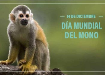 Hoy es el Día Mundial del Mono