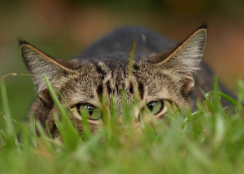 Confirman caso de rabia en mujer que fue mordida por un gato en Nayarit
