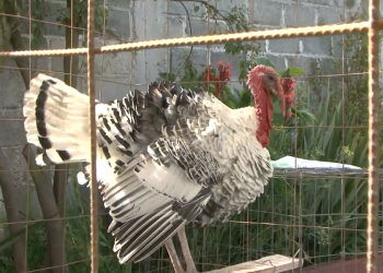 Listo el abasto de guajolote mexicano para Nochebuena