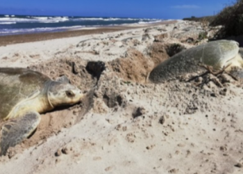 Decreta Semarnat 17 playas de anidación de tortugas marinas como Áreas Naturales Protegidas