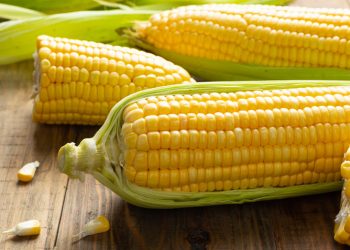 Maíz genéticamente modificado es menos dañino al medio ambiente y no daña a la salud
