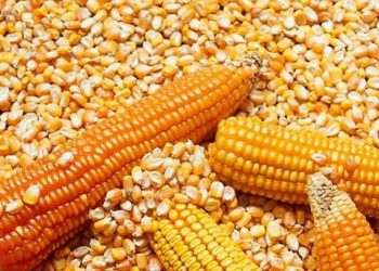 Intención del gobierno de impedir la entrada de maíz transgénico provocaría incremento en precios de productos de la canasta básica
