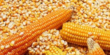 Intención del gobierno de impedir la entrada de maíz transgénico provocaría incremento en precios de productos de la canasta básica