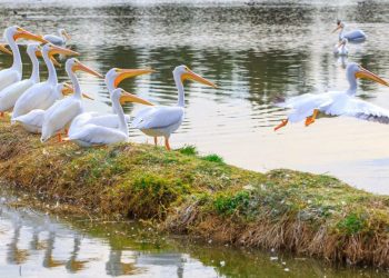 Llegan 50 pelícanos al Bosque de San Juan de Aragón