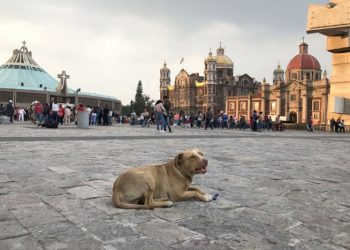 Como todos los años, peregrinos abandonan deliberadamente a sus mascotas en la Basílica de Guadalupe