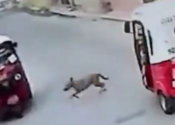 ¡No lo vas a creer! Perrito atropella a mototaxista en Oaxaca